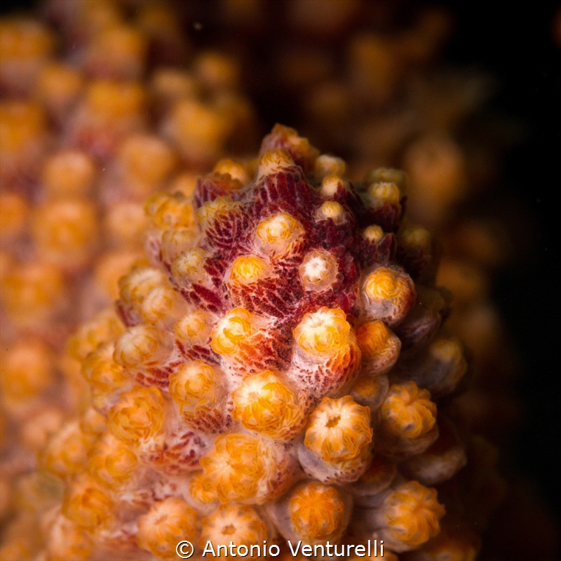 Orange coral_Vallarta_2022
(Canon 100mm,t1/250,f/13,iso125) by Antonio Venturelli 