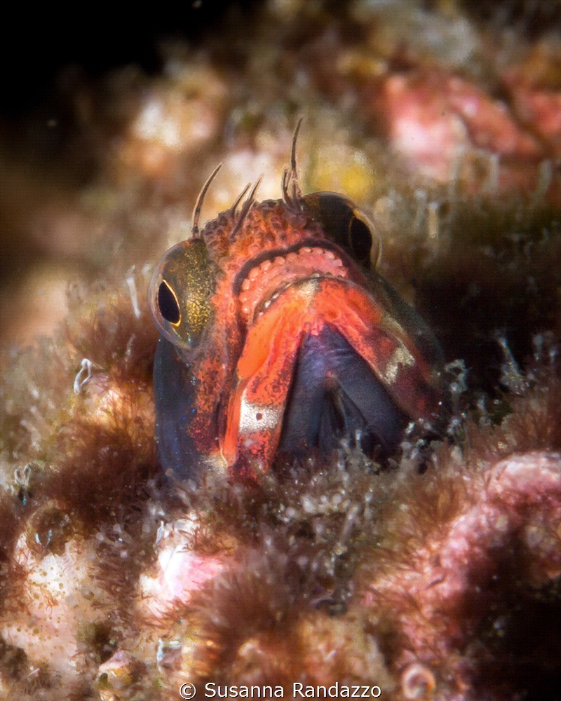 Acanthemblemaria balanorum goby portrait_Vallarta_2022
(... by Susanna Randazzo 