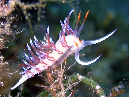 Nudibranco - Isola d'Elba - Canon Digital Ixus 700 - Case... by Riccardo Colaiori 