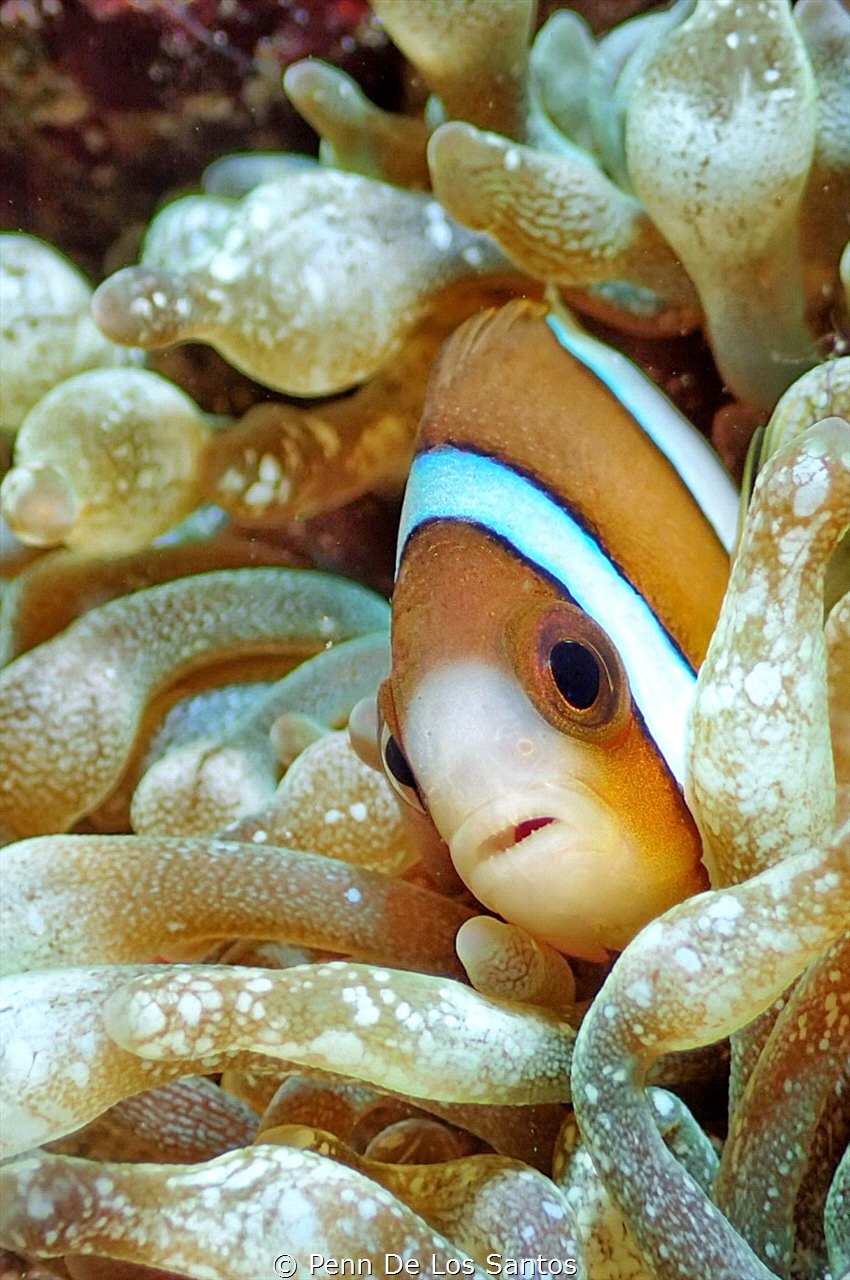Clownfish at home by Penn De Los Santos 