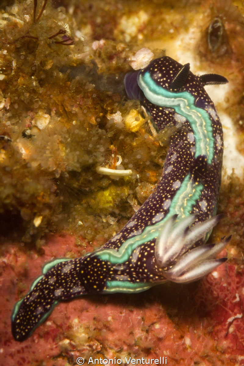 Hypselodoris agassizi nudibranch_2022
(Canon100mm,t1/250... by Antonio Venturelli 