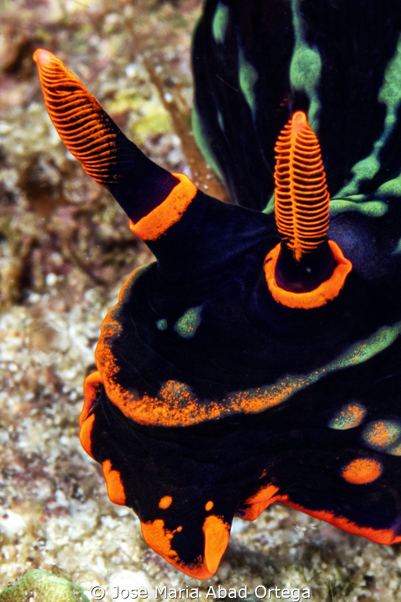 Nembrotha kubaryana 
Rhinophores detail
Olympus EM1 mar... by Jose Maria Abad Ortega 