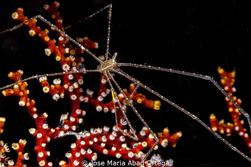 Spider squat lobster (Chirostylus sandyi )
Olympus EM1 M... by Jose Maria Abad Ortega 