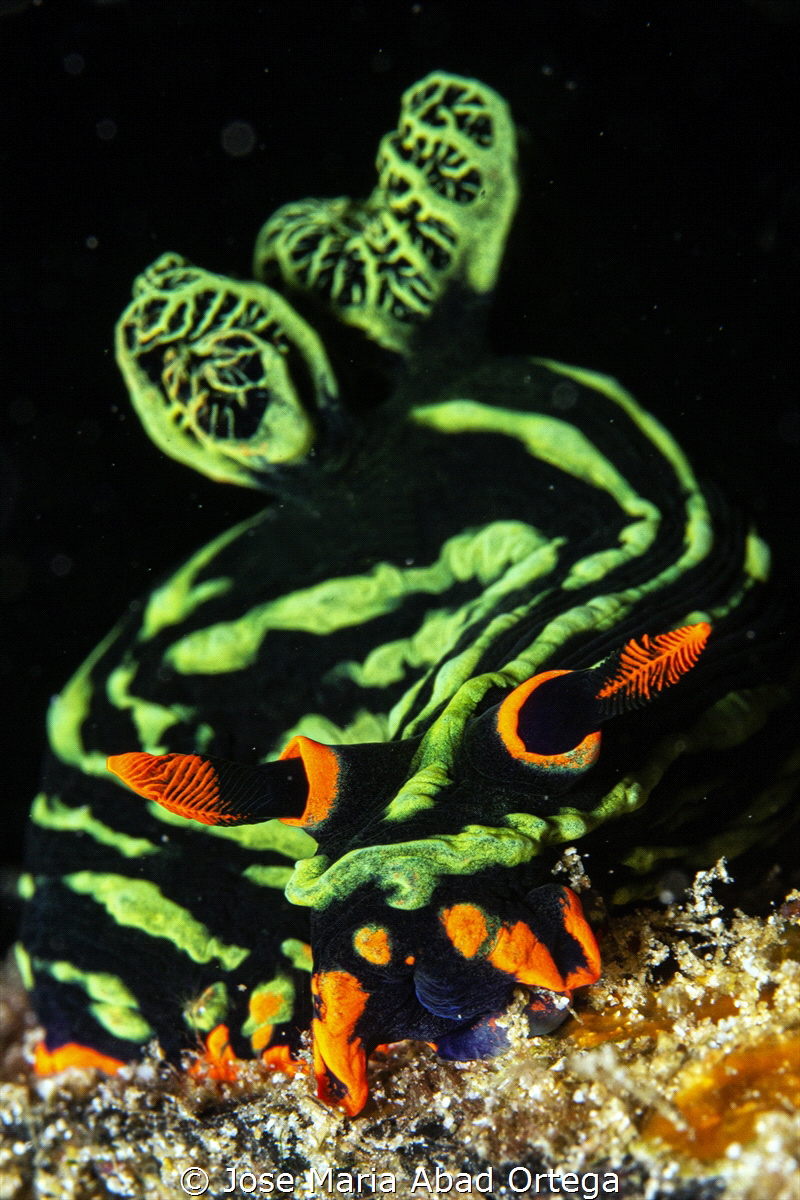 Nembrotha kubaryana nudibranch
Panasonic GX1 Olympus 60 ... by Jose Maria Abad Ortega 