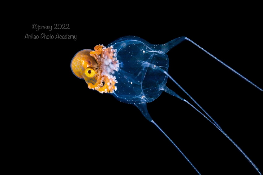 Magical Blackwater in Anilao - Cephalopod on small jelly by Wayne Jones 