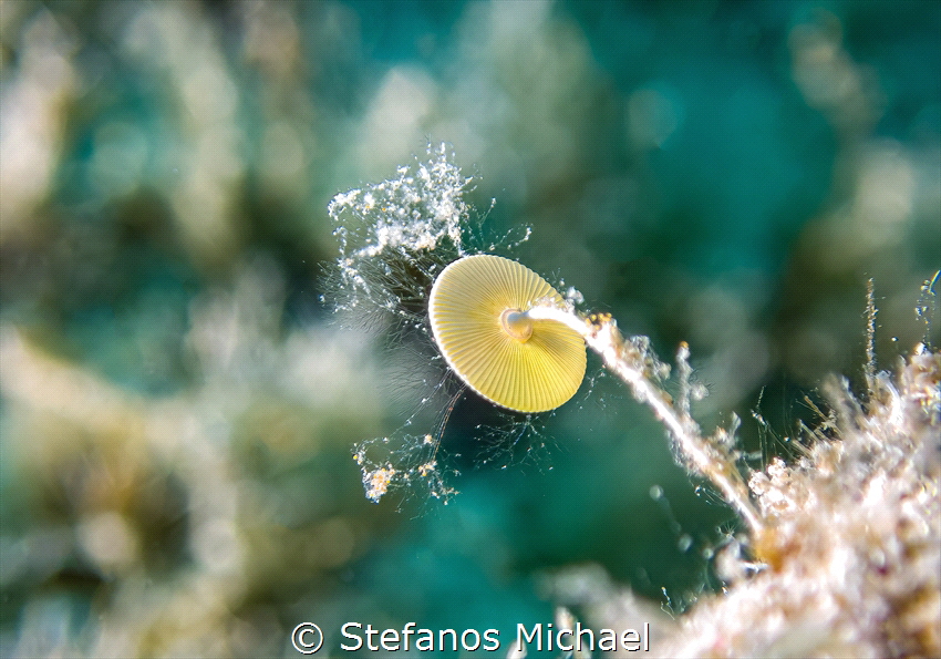 Green Alga - Acetabularia acetabulum by Stefanos Michael 