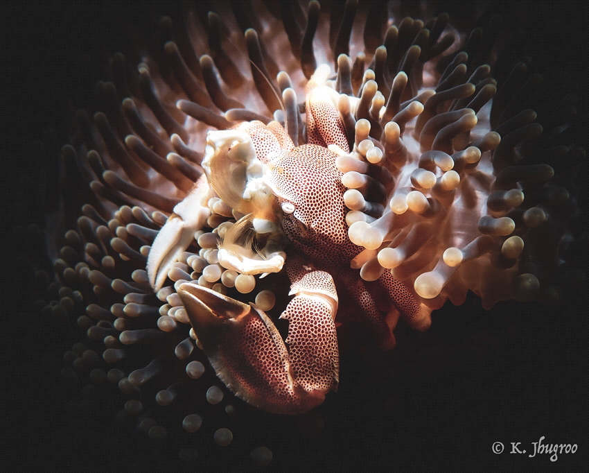 « Don’t touch my world! »
Neopetrolisthes maculatus - 20... by Kevin Jhugroo 