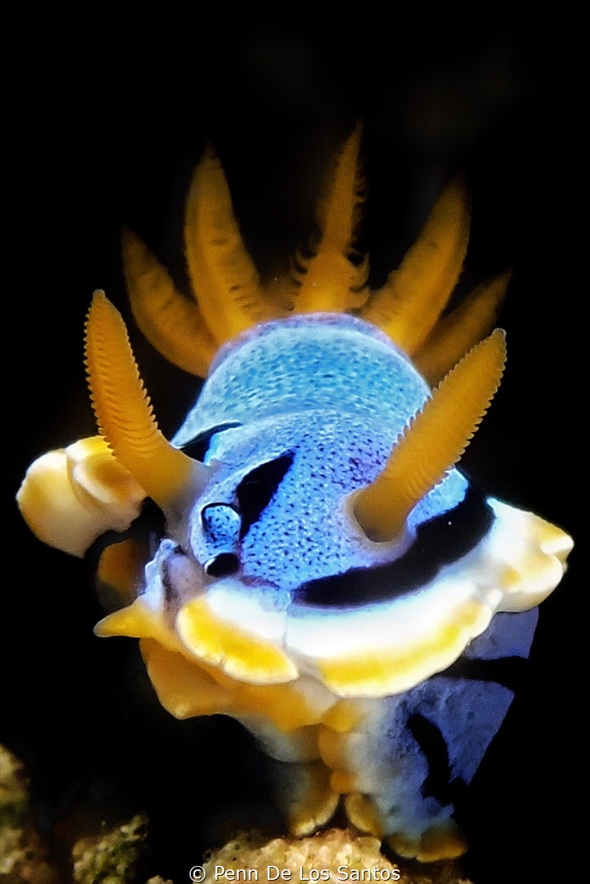 Chromodoris annae by Penn De Los Santos 