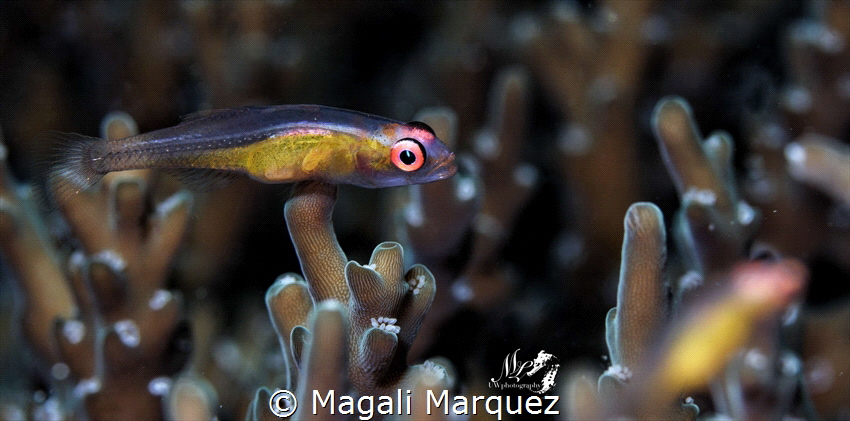 Pink eyes (Bryaninops natans)
Anilao Philippines by Magali Marquez 