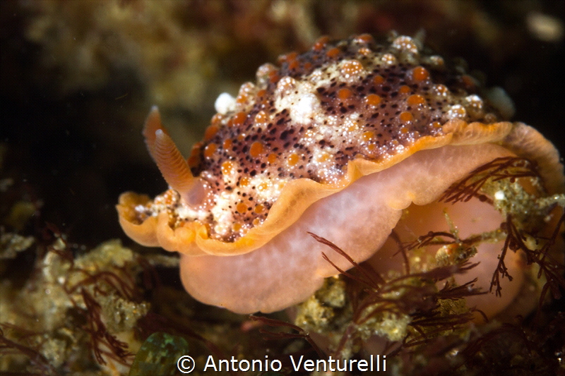 Goniobranchus nudi_Vallarta_2022
(Canon100mm,t1/250,f/14... by Antonio Venturelli 