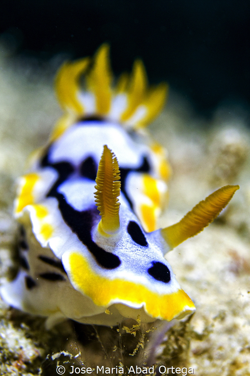 Chromodoris strigata
Panasonic GX1 and Panasonic 30 mms ... by Jose Maria Abad Ortega 