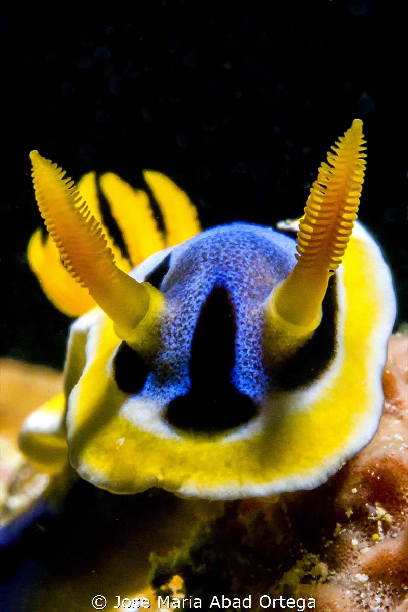 Chromodoris elisabethina by Jose Maria Abad Ortega 