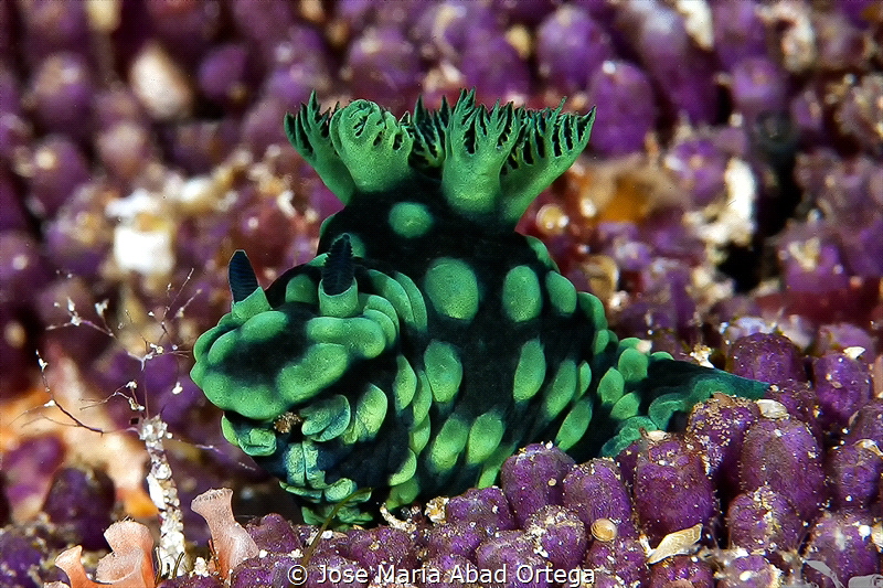Nembrotha cristata
Nikon D200 Nikkor 105 mms Inon Z240X2... by Jose Maria Abad Ortega 