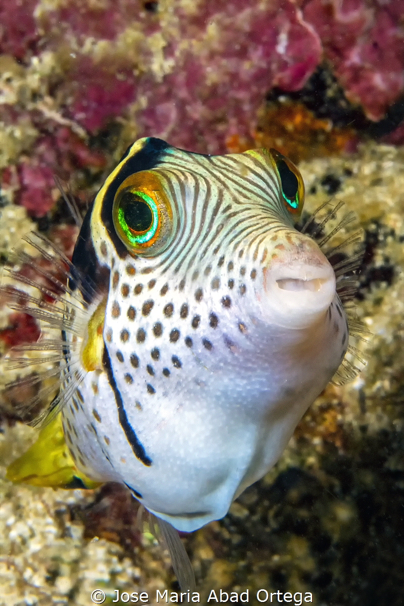 Valentin's sharpnose puffer (Canthigaster valentini), als... by Jose Maria Abad Ortega 