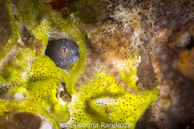 Wart-head blenny_2022
(Canon60mm,t1/200,f/20,iso100) by Susanna Randazzo 