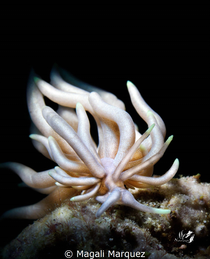 Medusa 
Phyllodesmium briareum by Magali Marquez 