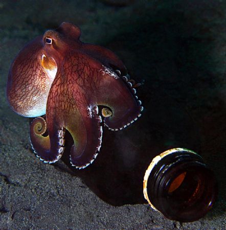 Beautypuss. This is the equivalent of the octopus sitting... by John M Akar 