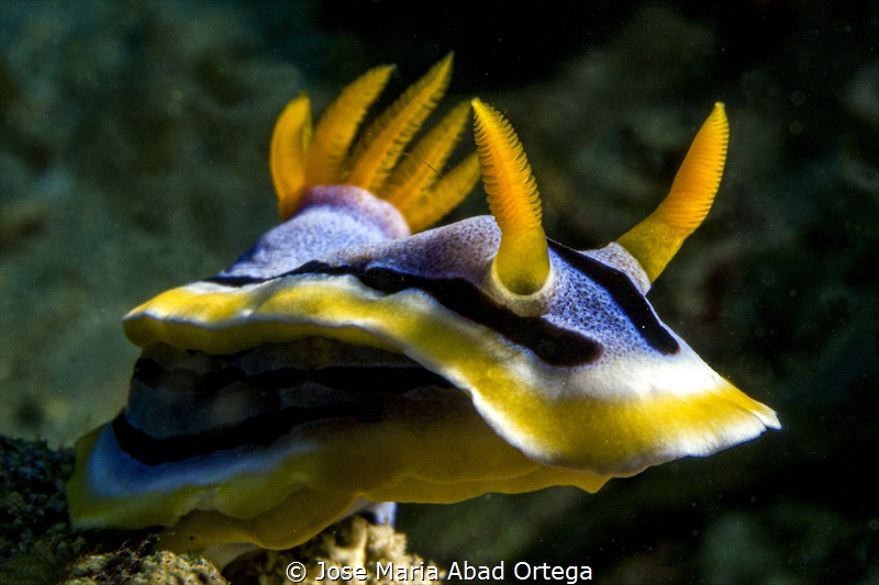 Chromodoris elisabethina by Jose Maria Abad Ortega 