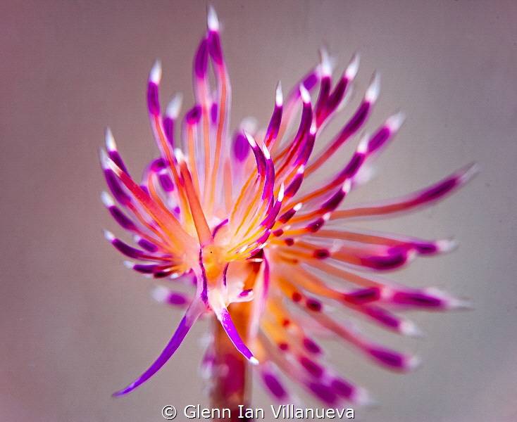 This is a photo of a nudibranch, Flabellina Rubrolineata.... by Glenn Ian Villanueva 