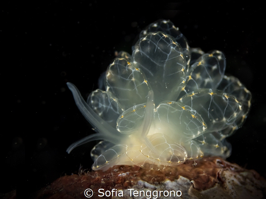 Cyerce elegans by Sofia Tenggrono 