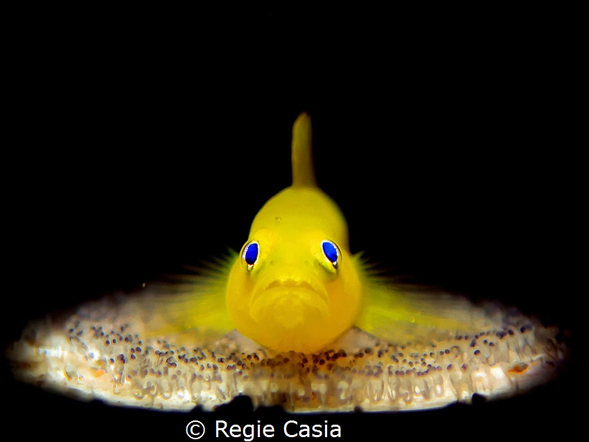 Yellow Gobi Protect his eggs by Regie Casia 