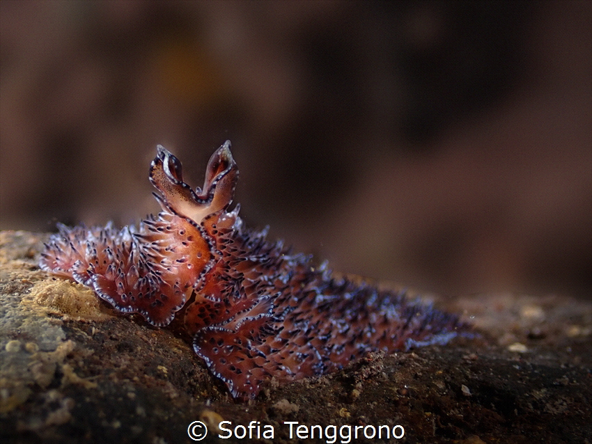 Thysanozoon sp. by Sofia Tenggrono 