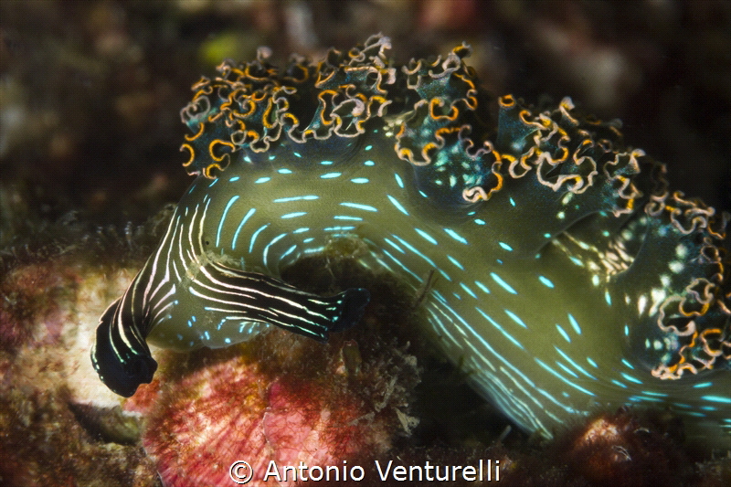 Green nudi _Elysia diomedea_2022
(Canon 100mm,t1/200,f/2... by Antonio Venturelli 