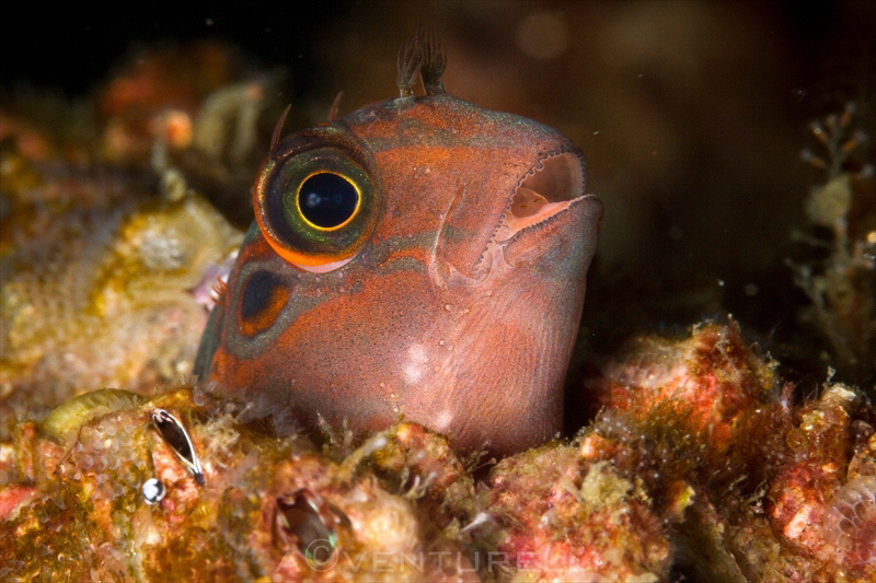 Panamic fanged blenny( Ophioblennius steindachneri)_2022
... by Antonio Venturelli 