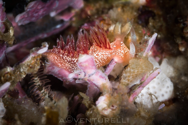 Flabellina nudibranch_Vallarta_2022
(Canon100mm,t1/250,f... by Antonio Venturelli 
