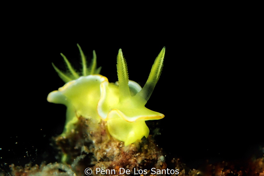 Yellow nudibranch. I lowered the strobe power to just eno... by Penn De Los Santos 