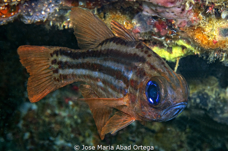 Cardenalfish
Apogon sp
Olympus EM1 MaarkII system
 by Jose Maria Abad Ortega 