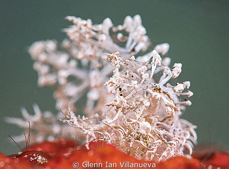 This is a photo a Melibe Colemani nudibranch which has be... by Glenn Ian Villanueva 