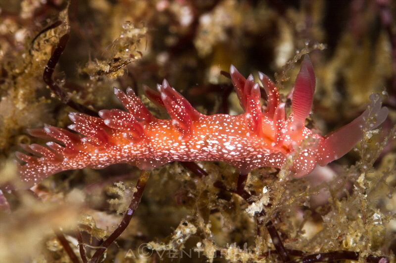 Samla telja nudi_2022
(Canon100mm,t1/250,f/20,iso125) by Antonio Venturelli 