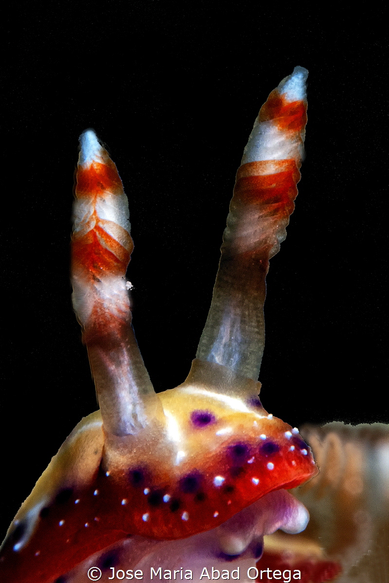 Hypselodoris decorata
......................close up
Ol... by Jose Maria Abad Ortega 