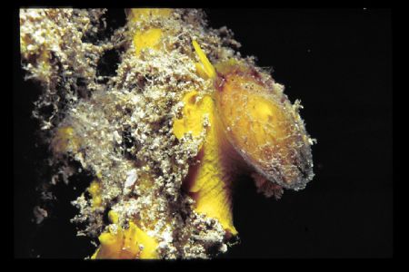 nikon f80 60mm during a dive at naturepark telascica/croatia by Andy Kutsch 