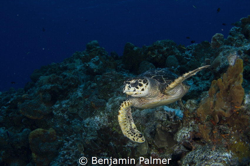 Cozumel turtle by Benjamin Palmer 