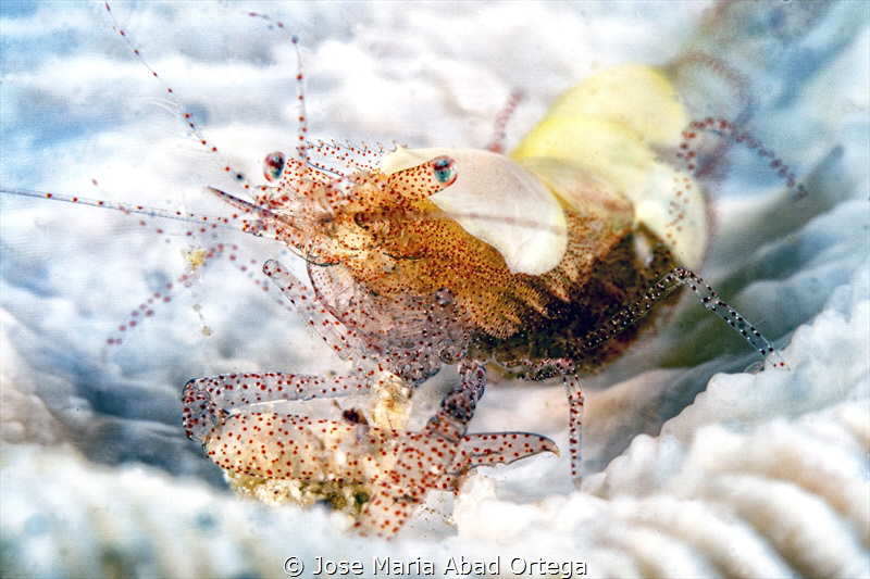 Hamopontonia corallicola, Mushroom coral shrimp by Jose Maria Abad Ortega 