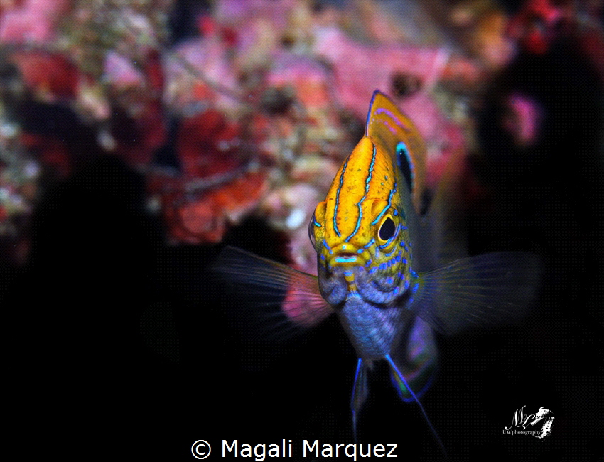 Ocellate damsel(Pomacentrus vaiuli)
 by Magali Marquez 