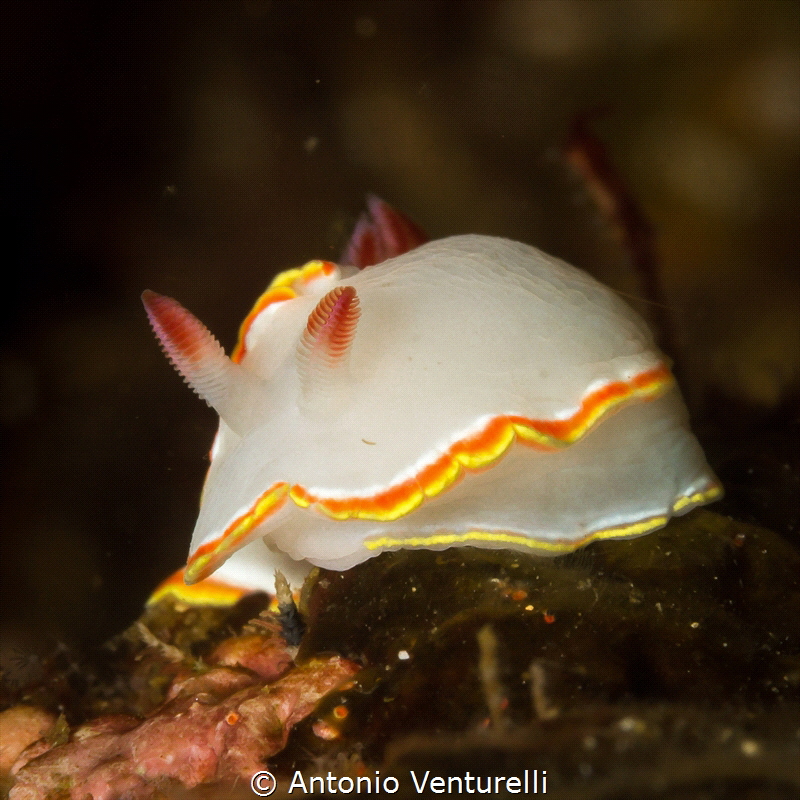 Doriprismatica sedna nudibranch_Vallarta_2022
(Canon100m... by Antonio Venturelli 