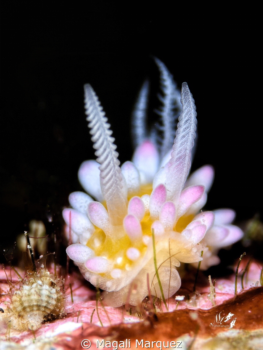 Bubble gum nudibranch 
Candlinela ornatissima 
 by Magali Marquez 