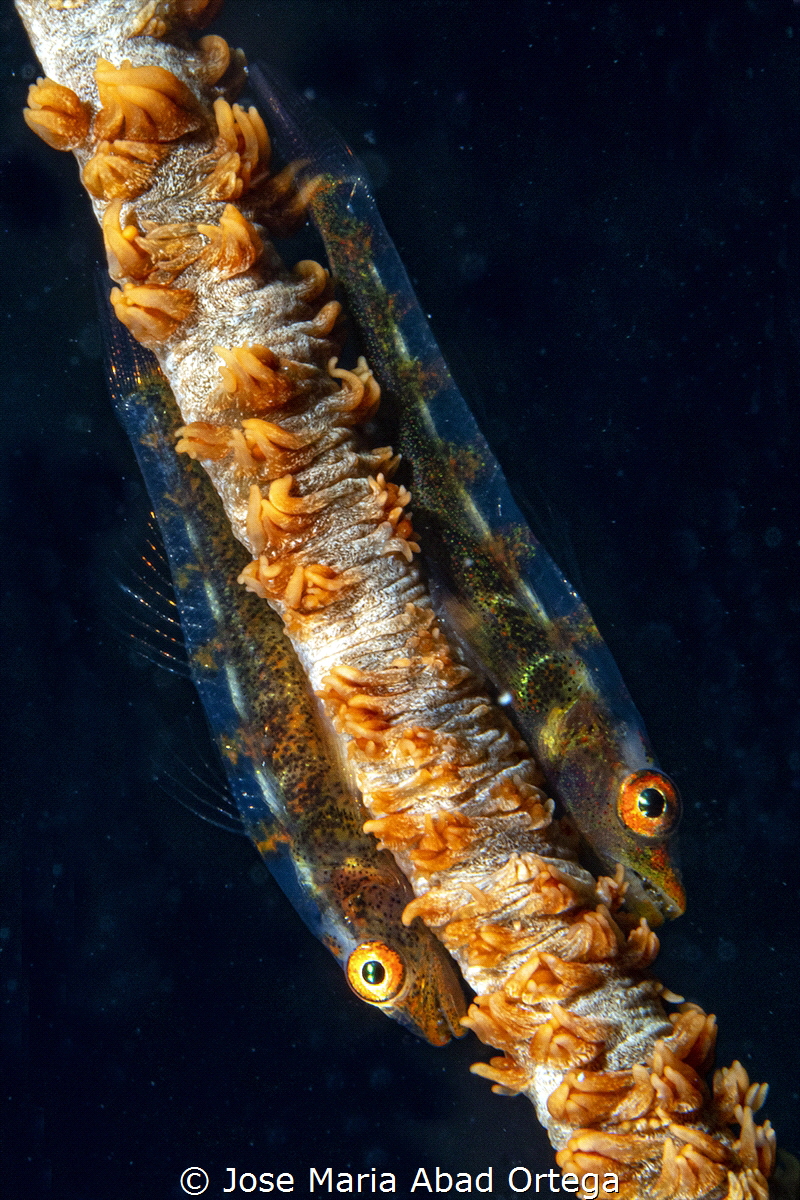TWINS
Gobi on whip coral by Jose Maria Abad Ortega 