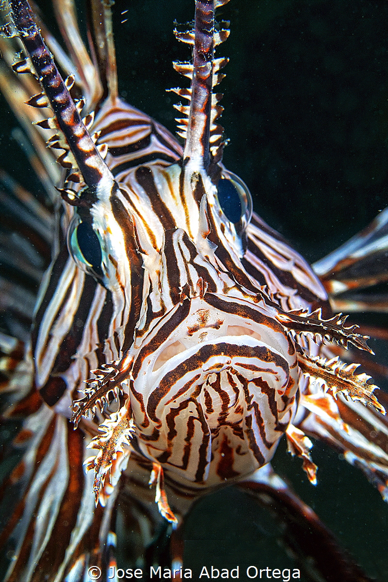 Lion fish portraid
Olympus EM1 MarkII Olympus 60 mms mac... by Jose Maria Abad Ortega 