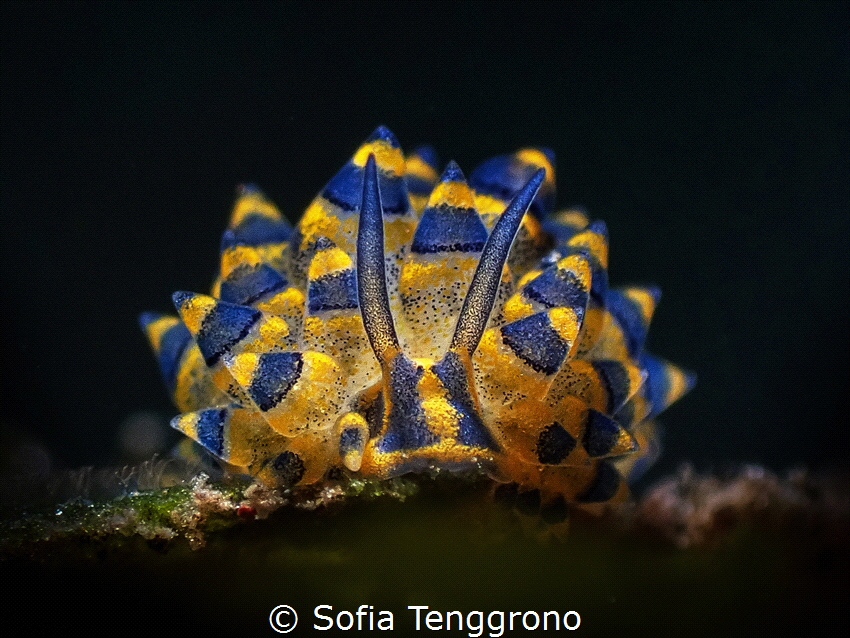 Costasiella sp. by Sofia Tenggrono 
