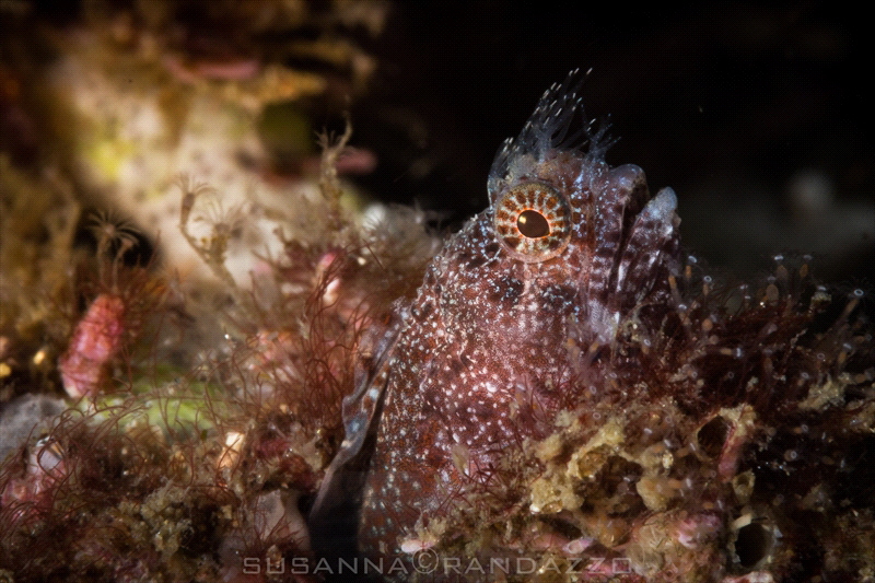 Wart-head blenny_Vallarta_2022
(Canon 60mm,t1/200,f/20,i... by Susanna Randazzo 