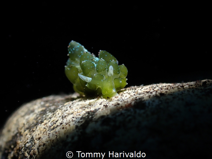 stiliger smaragdinus. i heard this nudibranch are rare to... by Tommy Harivaldo 