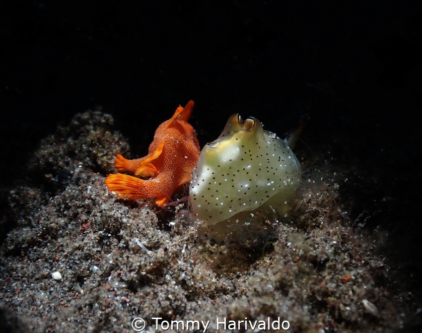 this is another photo of nudi & frogfish, stay together, ... by Tommy Harivaldo 