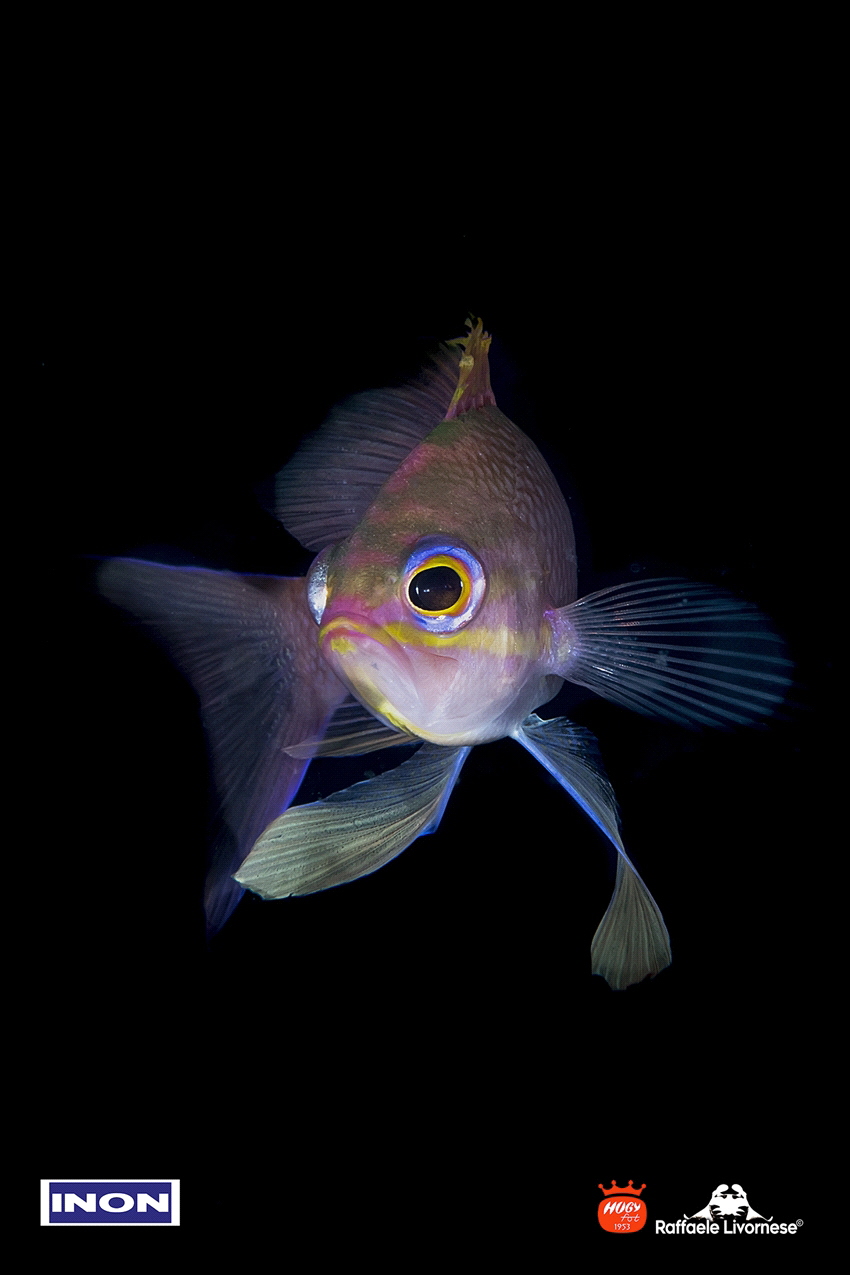 Anthias anthias portrait by Raffaele Livornese 