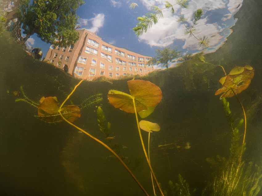 Diving in the channels of Amsterdam. Normally diving forb... by Brenda De Vries 