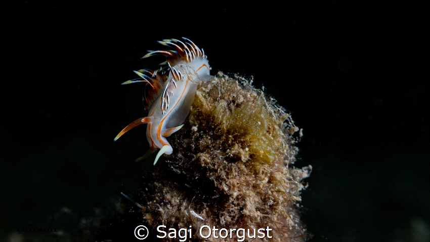 18.05.2022, Gador Nature Reserve reef, 10m depth, 22C tem... by Sagi Otorgust 