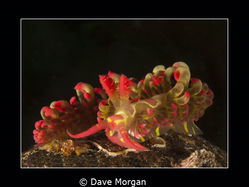 Limenandra barnosi, found on rocky slope.
Anilao, Philip... by Dave Morgan 